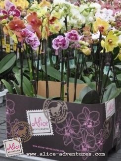 Alice Adventures Orchideeën Alice Adventures Orchideeën